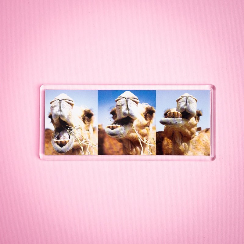 Pano Magnet 21 Chewing the Cud